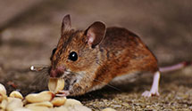 24 Hour & Emergency Exterminators in Hodgesville, WV